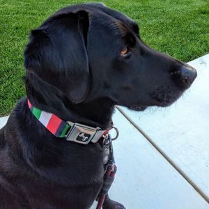 Meet your Posher, Paul